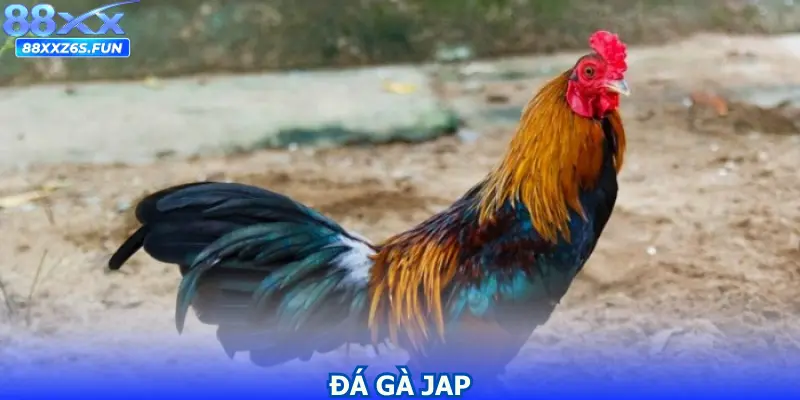 Đá Gà Jap - Kỹ Thuật, Chiến Thuật Và Bí Quyết Thắng Lớn