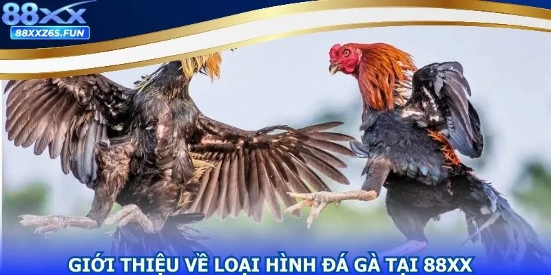 Đôi nét về siêu phẩm đá gà